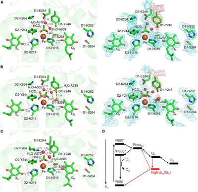 Proton-mediated photoprotection mechanism in photosystem II